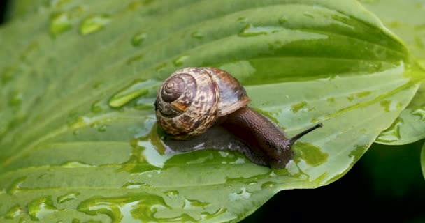 Helix Pomatia Roman Snail Crawling Wet Green Leaf — Stock Video