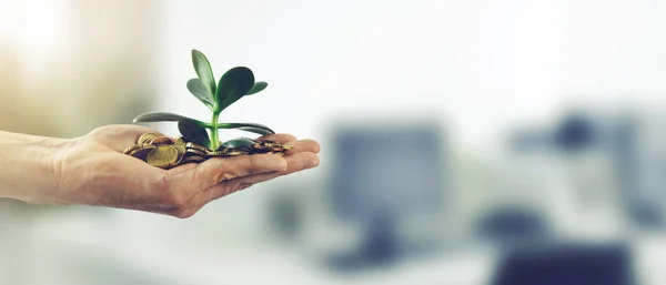 Para yatırım iş başarı kavramı. sikke ve bitki ile el. kopyalama alanı — Stok fotoğraf