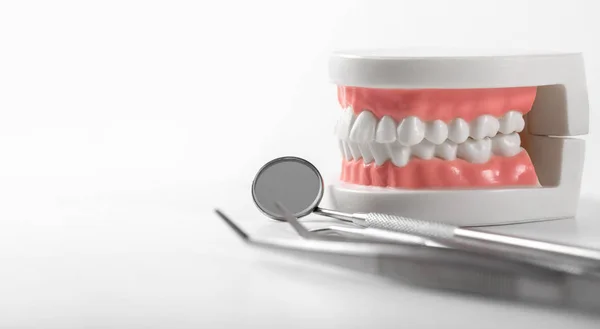 Зубна модель та інструменти для стоматолога на білому тлі з копіювальним простором — стокове фото