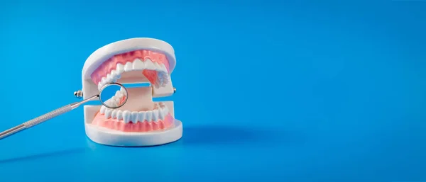 Tand modell och Dental spegel på blå bakgrund med kopierings utrymme — Stockfoto