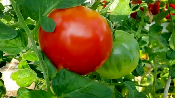 温室の植物にぶら下がっている赤と緑のトマトの束 — ストック動画