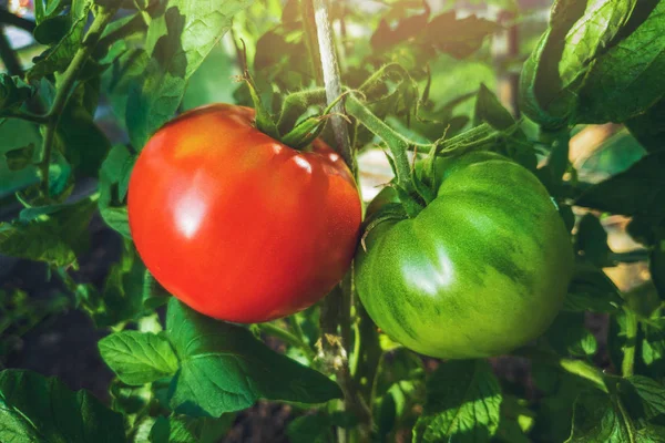 Tomates crescentes - tomate vermelho e verde pendurado na planta em estufa — Fotografia de Stock