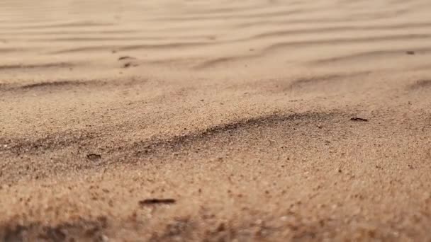 Άμμος Στην Παραλία Στον Ισχυρό Άνεμο — Αρχείο Βίντεο