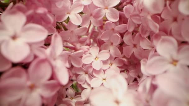 Rosa Syrenblomma Närbild Dockskott — Stockvideo