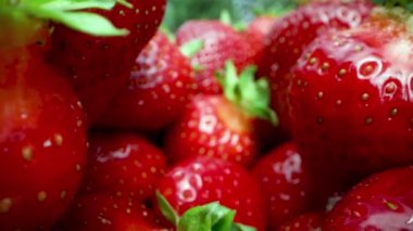 Taze olgun çileklere yakın çekim. Doli çekim