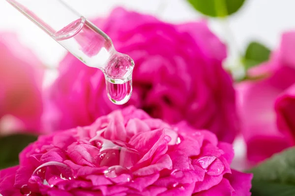 Pipeta Con Gota Aceite Esencial Floral Por Encima Rosa Mojada —  Fotos de Stock