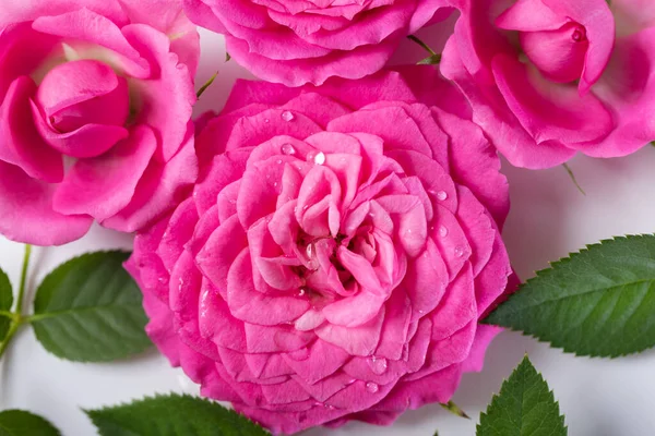 Rosa Ros Blommor Med Vatten Droppar Vit Bakgrund — Stockfoto