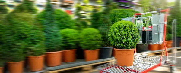 Vásárlás Kerti Növény Központ Buxus Kosárban Banner Másoló Hely — Stock Fotó