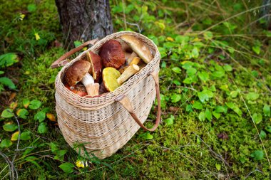 Yosun ve orman mantarlarıyla dolu bir sepet.