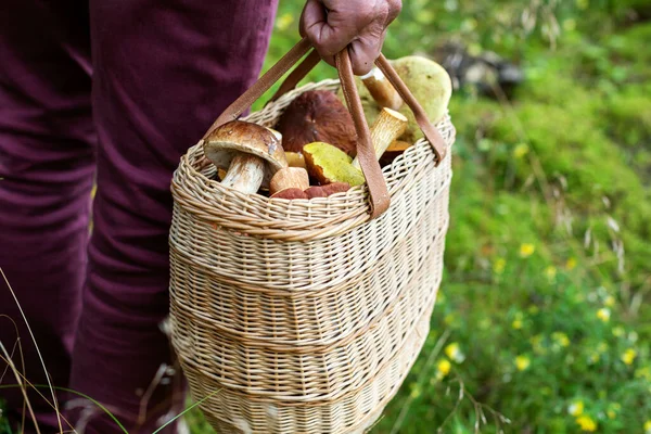 Mushroom Hunting Person Forest Basket Full Mushrooms — Stock Photo, Image