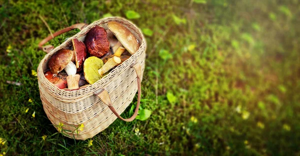 Caccia Funghi Cesto Vimini Pieno Funghi Commestibili — Foto Stock