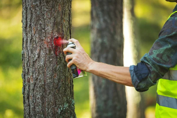 Indústria Madeireira Engenheiro Florestal Marca Tronco Árvore Com Spray Vermelho — Fotografia de Stock