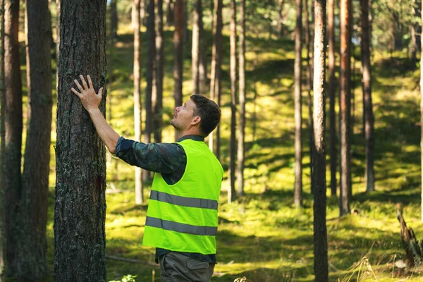 Bosbouw Bosbeheer Hernieuwbare Hulpbronnen Boswachter Die Kwaliteit Van Dennenbomen Controleert — Stockfoto