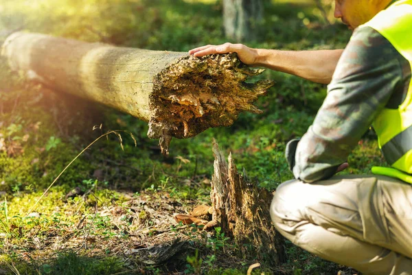 Waldarbeiter Inspiziert Alten Umgestürzten Baum Wald — Stockfoto