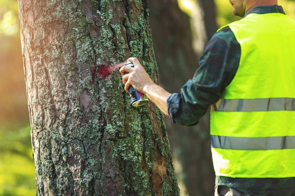 Holzindustrie Forstingenieur Markiert Baumstamm Mit Rotem Spray Für Kahlschlag — Stockfoto