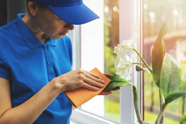 professional house cleaning service - woman in blue uniform cleaning dust with cloth from flower leaf on window sill