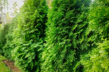 green lush thuja hedge closeup clipart