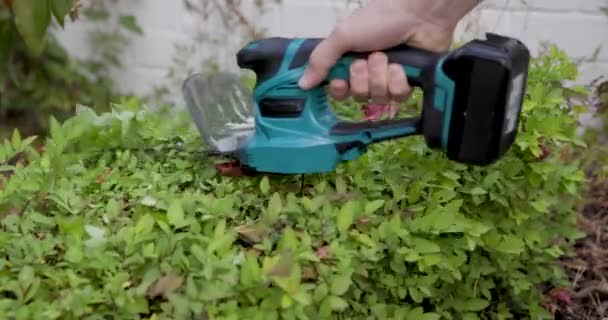 Landscape Worker Using Hedge Trimmer Prune Spirea Bush — Stock Video