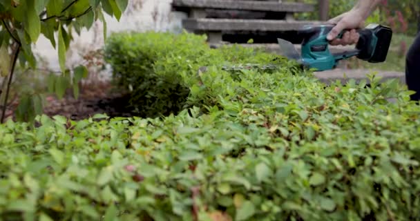 Trabalhador Paisagem Usando Cortador Sebes Para Podar Arbusto Spirea — Vídeo de Stock