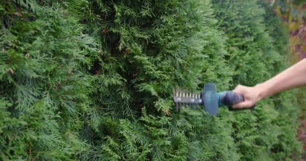 Taille Jardinière Façonnage Haie Thuja Feuilles Persistantes Avec Tondeuse Électrique — Video