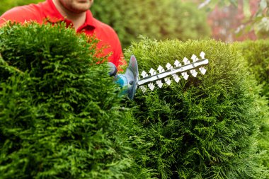 Bahçe işleri - bahçıvan elektrikli budayıcı ile her zaman yeşil olan thuja çitini buduyor ve şekillendiriyor
