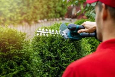 Adam elektrikli makasla çit kesiyor ve şekillendiriyor.