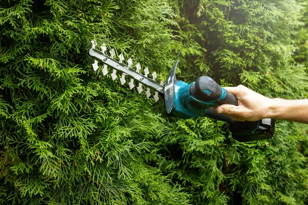 Poda Sebe Jardim Evergreen Com Tesoura Elétrica — Fotografia de Stock