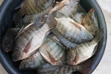 Bir sepete dizilmiş taze balık.