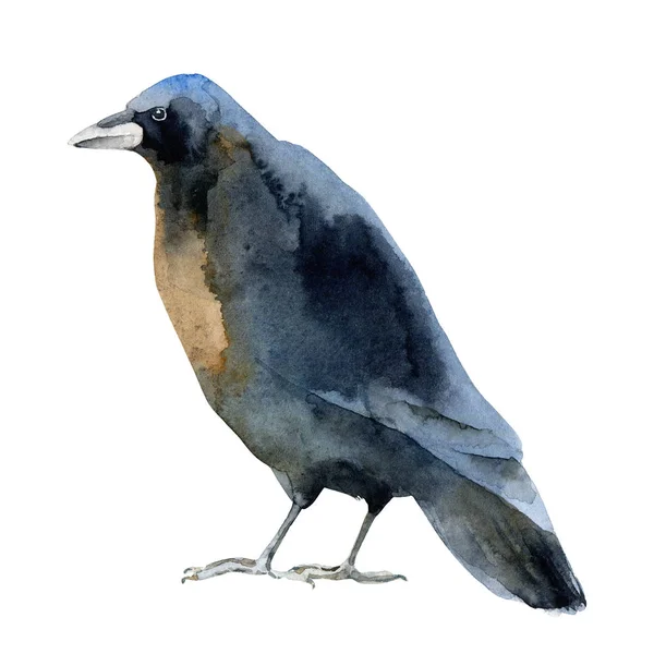 Acquerello corvo nero su sfondo bianco — Foto Stock