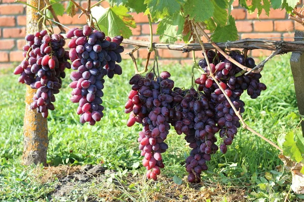 Videira com cachos de uvas — Fotografia de Stock
