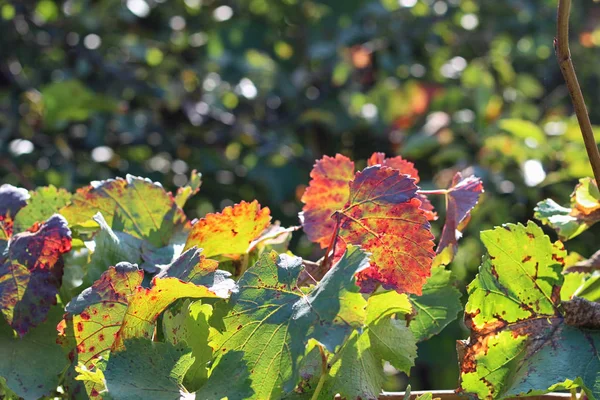 Folhas de uvas do Outono — Fotografia de Stock