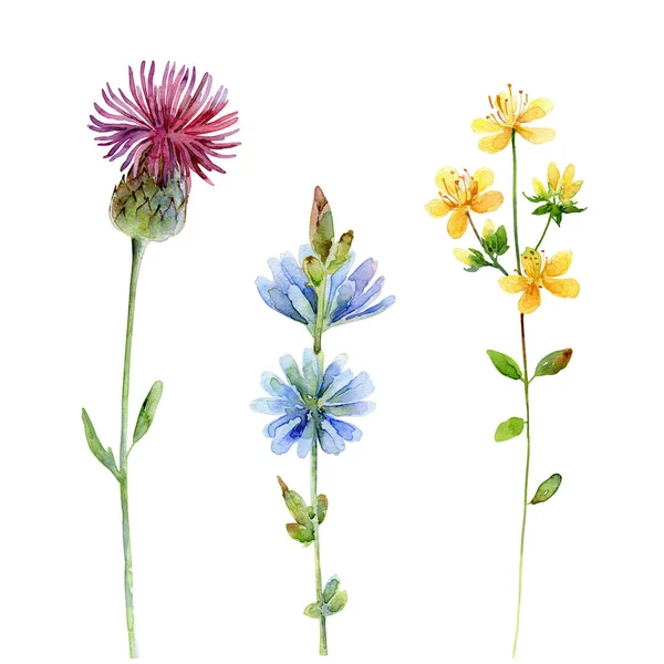 Aquarel set van wilde bloemen. Distel, Hypericum, en cichorei op witte achtergrond — Stockfoto