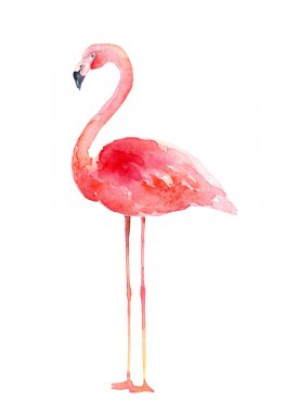 Beyaz arka planda suluboya Pembe Flamingo