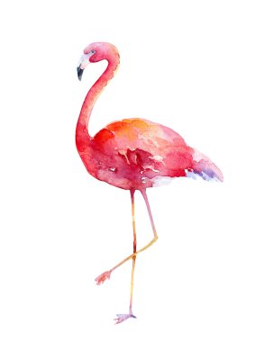 Beyaz arka planda suluboya Pembe Flamingo