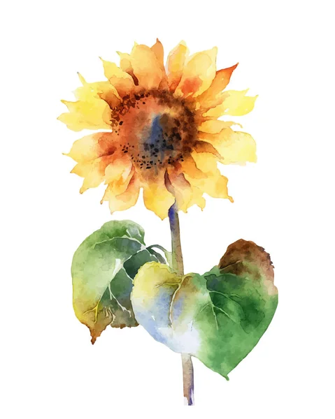 Aquarell Sonnenblume isoliert auf weißem Hintergrund — Stockvektor