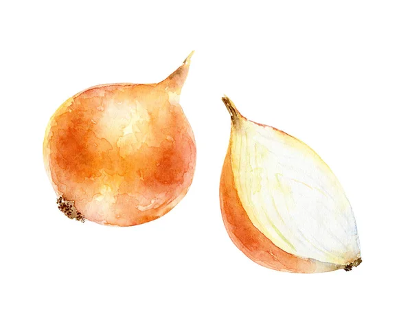 Watercolor onion on white background — Stock Photo, Image