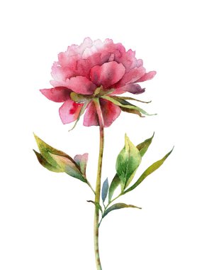 Watercolor pink peony on white background clipart