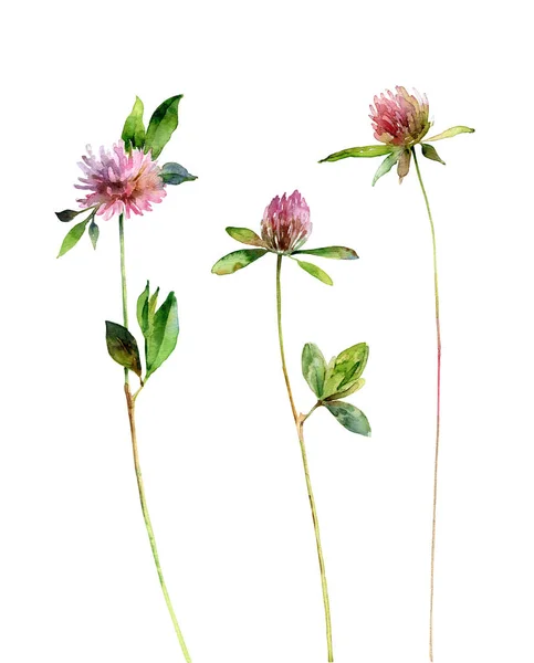 Flores de trébol de acuarela aisladas sobre fondo blanco —  Fotos de Stock