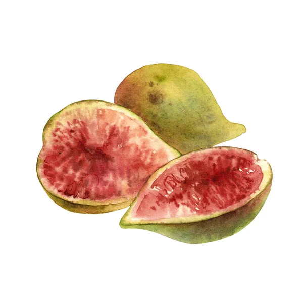 Watercolor green figs on white background — Stock Photo, Image