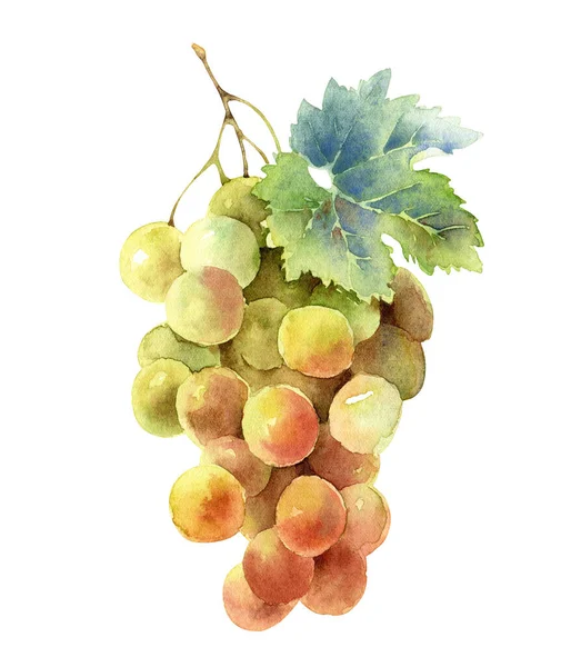 Bunch of grapes isolated on white background — Stock Photo, Image