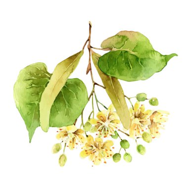 Linden flowers isolated on white background clipart