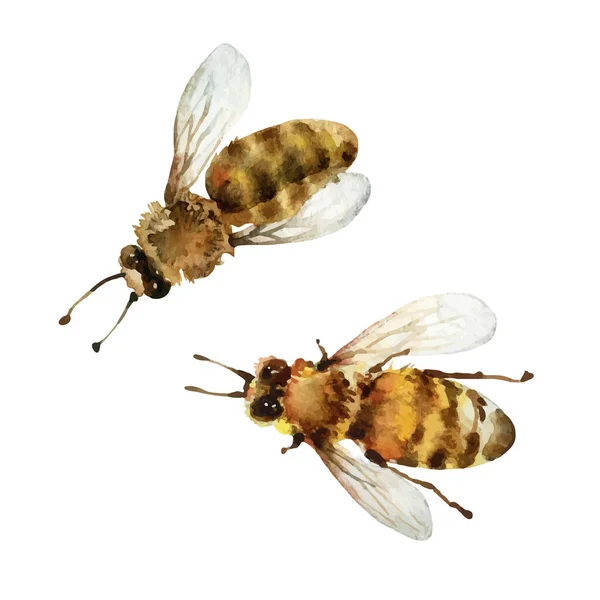 Včely akvarel na bílém pozadí — Stockový vektor