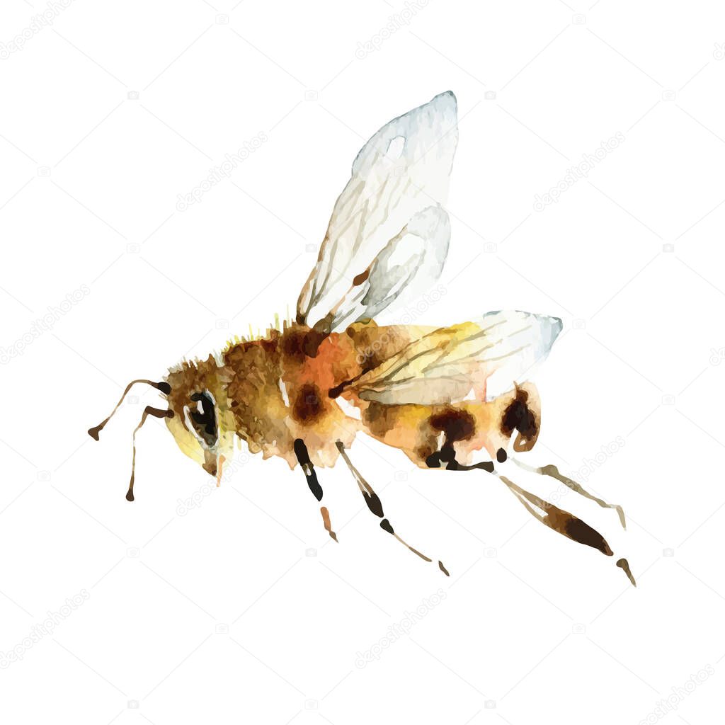 Watercolor cute bee on white background