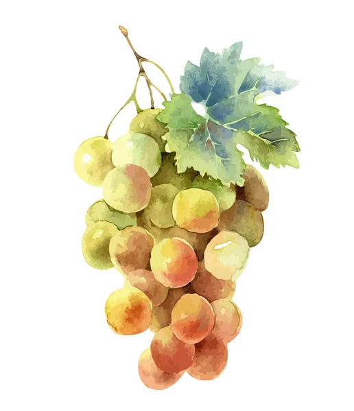 Bunch of grapes isolated on white background — Stock Vector