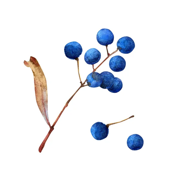 Watercolor twig with berries on white background — Stock Photo, Image