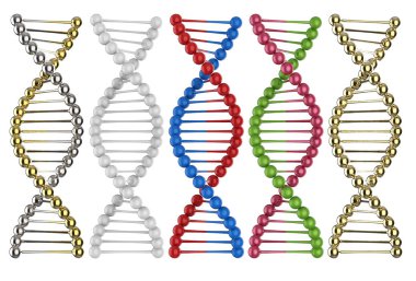 DNA sarmalının yapısı