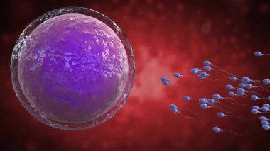  sperm yumurtayla döllenir