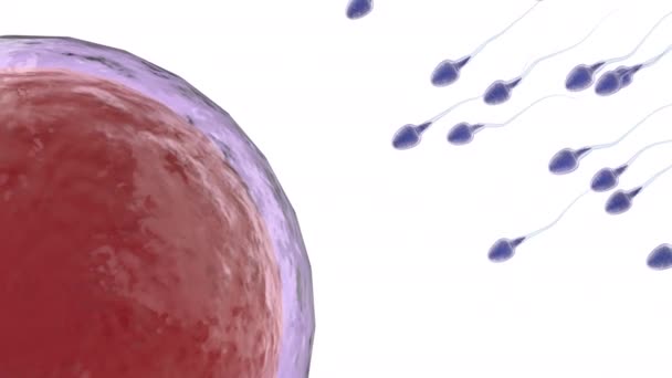 Esperma fertilizar com óvulo — Vídeo de Stock