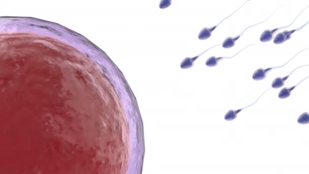 Sperme fertiliser avec l'ovule — Video