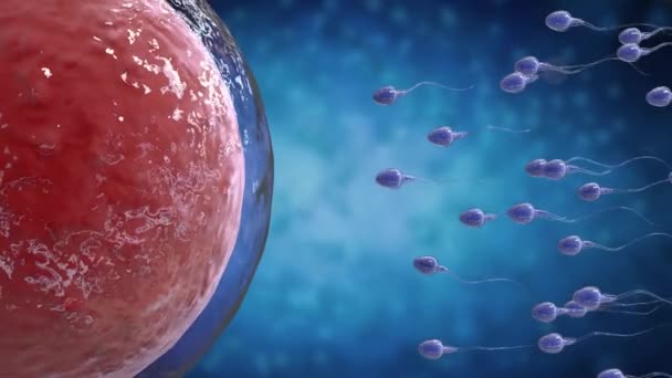 Sperme fertiliser avec l'ovule — Video